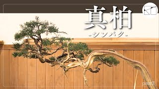 真柏】風変わりな真柏を作ってみました。part3 - YouTube