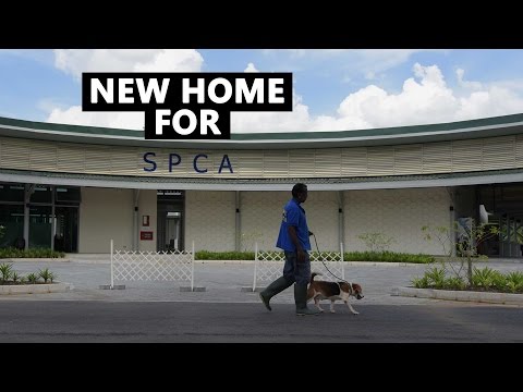 SPCA's New Home | CNA Insider