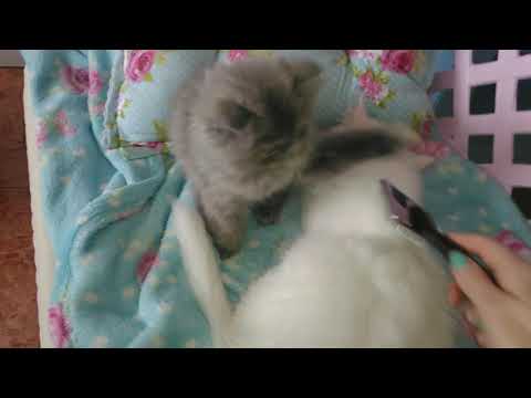 cute-funny-fluffy-kittens