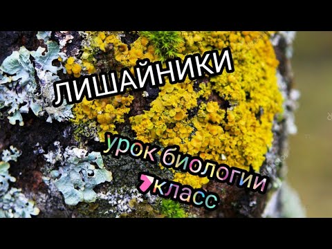 Лишайники/урок биологии 7класс