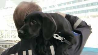 Tallink Silja Line - Tullin Huumekoira Silja