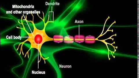 What are neurons and how do they work?