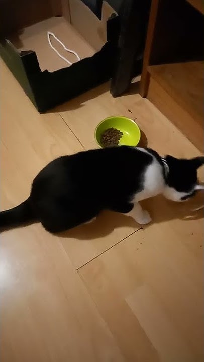 my-cat-eating-after-not-eating-in-over-19-hours-due-to-a-surgery