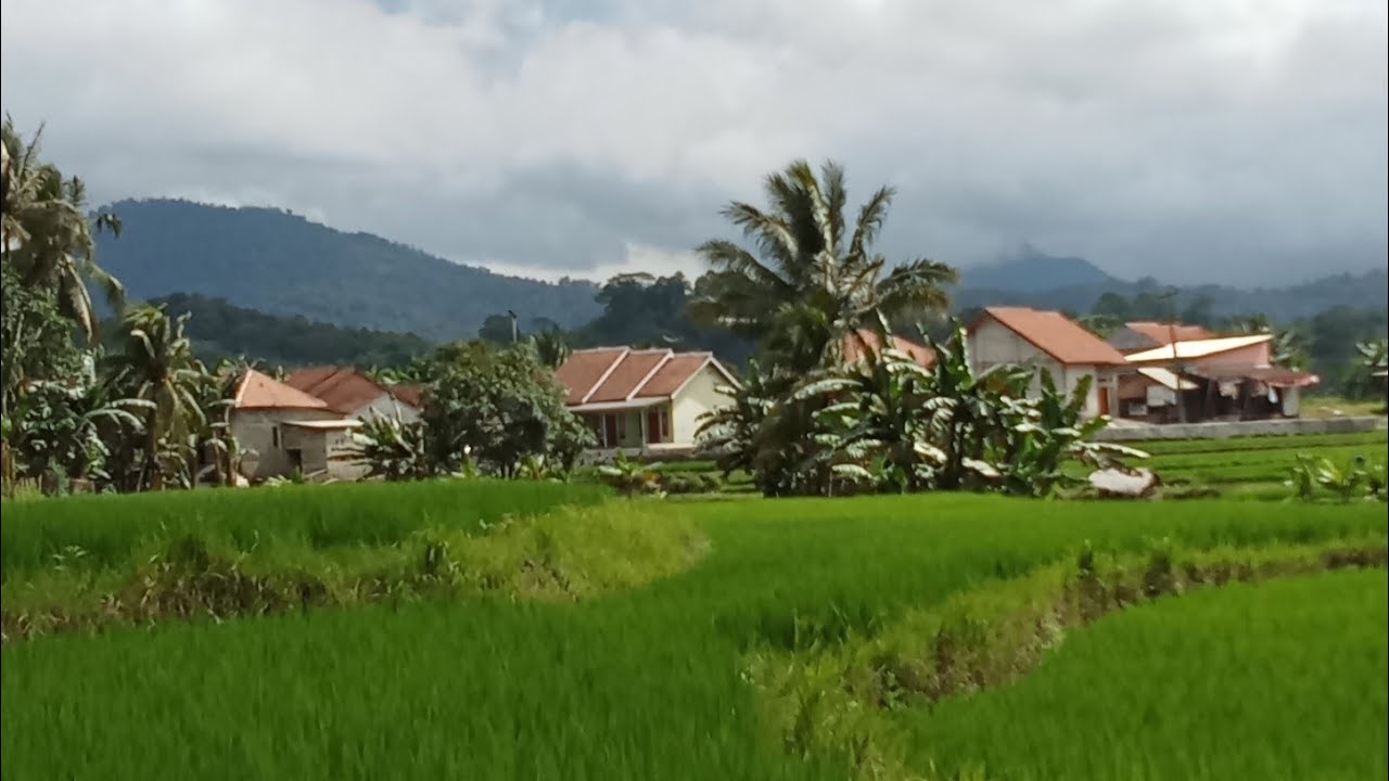 Suasana kampung sangat asri‼️dan ada perkebunan sangat subur dan sawah di sekitaran jalan desa nya