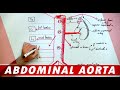 Anatomy - Abdominal Aorta Branches