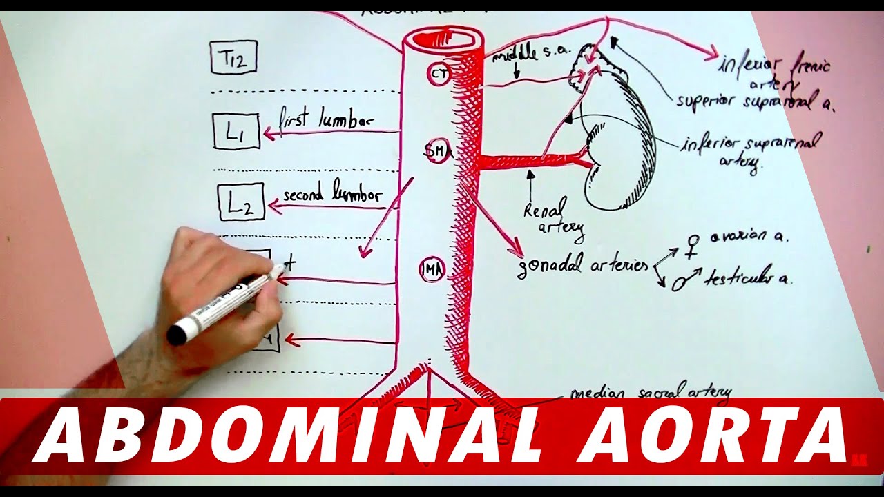 Aorta Heart Branches