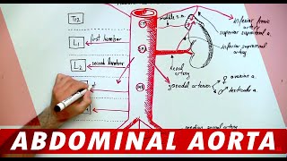 Anatomy - Abdominal Aorta Branches