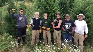Christmas tree shearing, time lapse