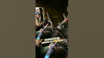 Oh Ternyata Seperti Itu 😱 !! Manfaat Yang Di Dapat Dari Tanduk Rusa #shorts