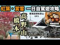 【單車踩爆和歌山Vlog EP3】高野山賞雪  橋本睇紅葉  一日自駕遊攻略 看盡秋冬景色 | 有田川單車路線 | 單車旅遊貼士  | 高清版 | 旅遊攻略 | 單車自遊行