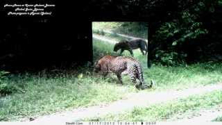 A Leopard Waits Patiently For His Companion To Leap Out Of The Mirror. Read Description