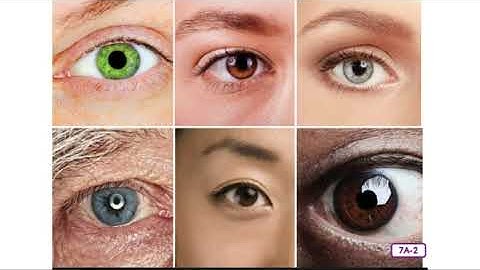 Unit 3: Lesson 10 - Vision: The Parts of the Eye