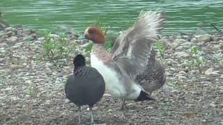 AA138 Oita River Grooming Coot Wigeon Gadwall