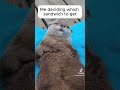 Otter get a Sandwich