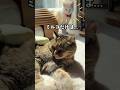 猫用ミストブラシ｜5匹の反応｜抜け毛の季節に大活躍だけど白猫ミルコだけは…