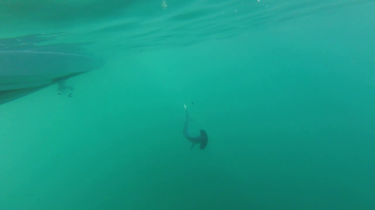 GOPRO View Of Hammerhead Shark Caught On On The Hook Fishing Charters gopro-view-of-hammerhead-shark-caught-on-on-the-hook-fishing-charters