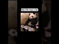 Her life was a lie shorts funny panda viral subscribe like life lies animals