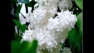 Красивые цветы сирени видео Сирень — красивые фото