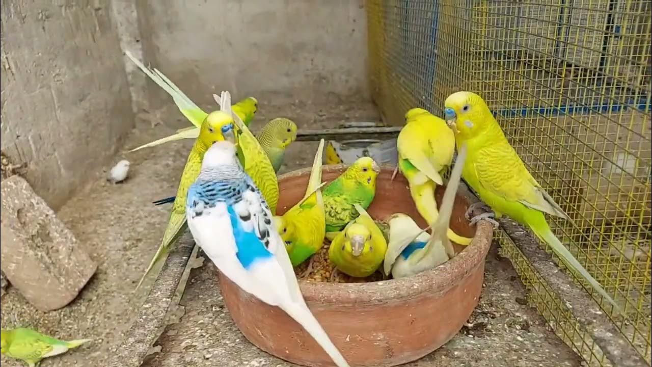 budgie-eating-soft-food-for-new-breed-budgies-breeding-season