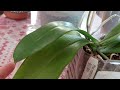 Моя новинка Phal. mannii x sib