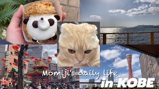 神戸散策に連れて行ってもらえず激おこプンプン丸なスコティッシュフォールドのもみじくん（Kobe walk and Momiji's House Sitting） by もみじの日常Momiji's daily life 92 views 1 month ago 4 minutes, 12 seconds