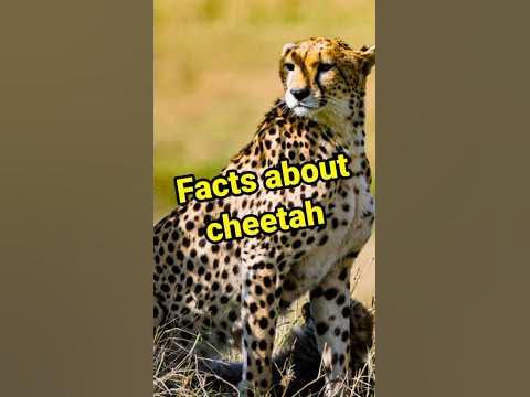 Cheetah kitni ki speed daurta hai|#shorts |by unique facts. - YouTube