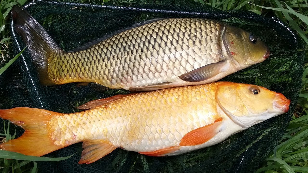 MỒI CÁ CHÉP ĐƠN GIÃN.Việt Giải trí - YouTube