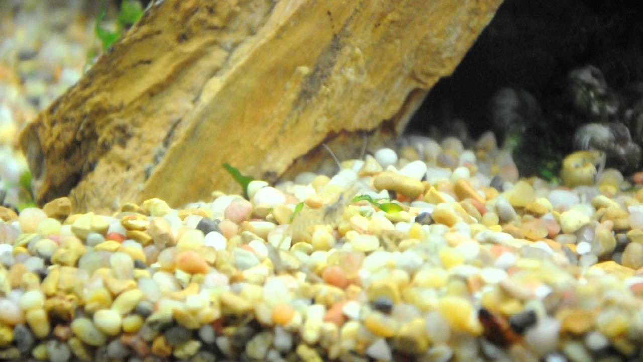 Red Claw Macro Shrimp and pea puffers YouTube