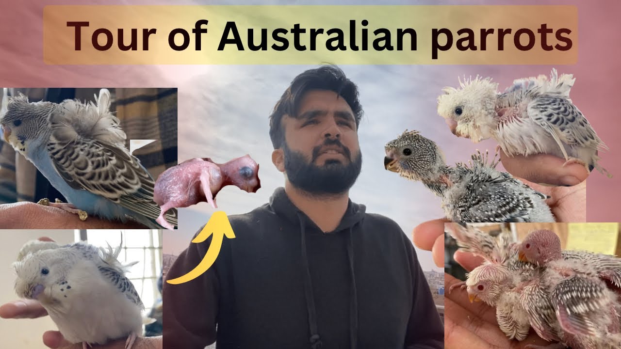 Our Aviary Tour | Hogoromo Budgies - YouTube