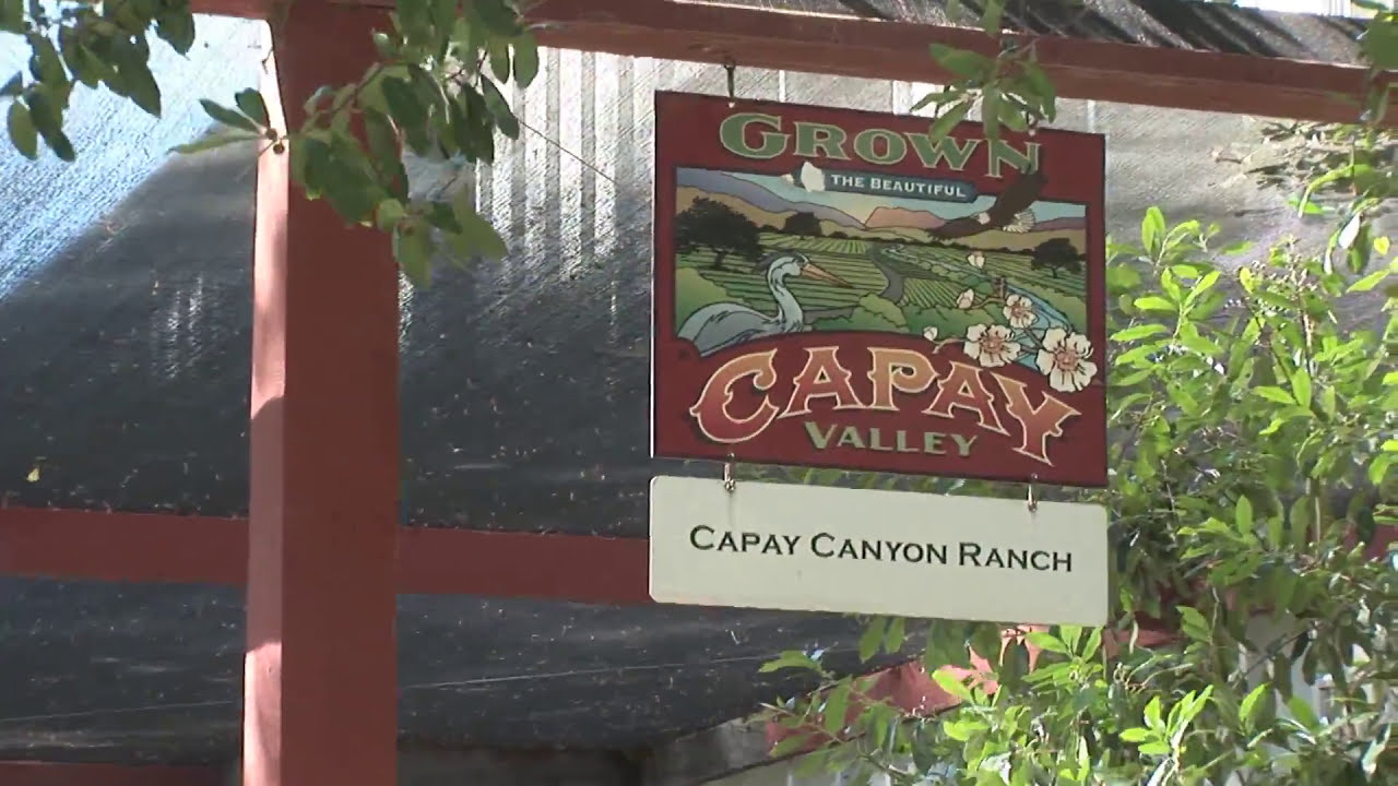 Almond Futures: How Almonds Are Grown and Processed in California at ...