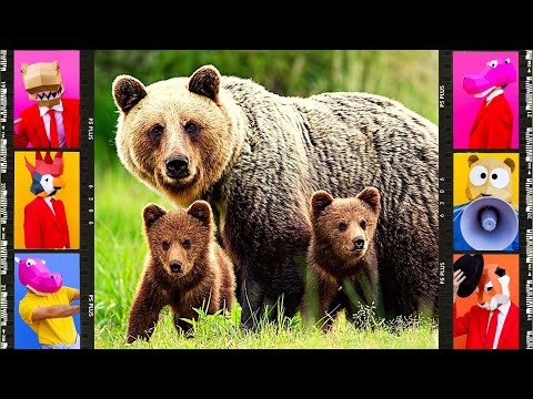 Cute Animals | Funny Animals | COW | DOD | TIGER | ELEPHANT | CITTEN | BEAR | CAT | | Animal Sounds