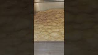 Fokasiya Bred Amazing