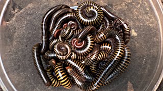 Hundreds of Giant Millipedes 😱🐛 | You Won’t Believe This Swarm!