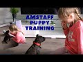 How to train an 8-week old American Staffordshire puppy - basic commands