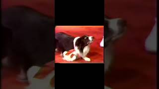 The Frisbee-Catching Dog on Letterman Who Changed Medical Education