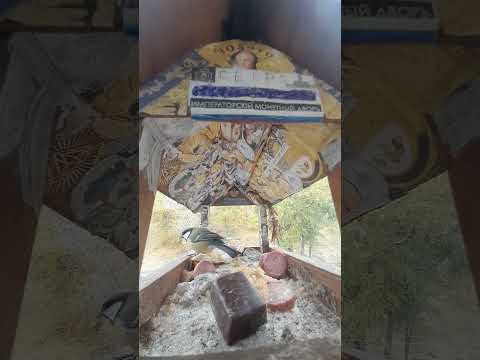 Кормушка за окном.28.10.2024г.