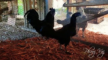 Cemani Qaib Hmong Pairing
