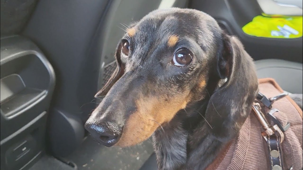 ТЯЖЕЛЫЙ ДЕНЬ МИНИ-ТАКСЫ У ДЕДУШКИ 😇