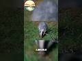 Why do these badgers live longer? 🦡  #wildlife #animals #badgers #shorts