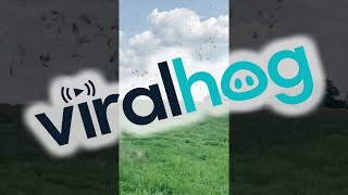 Whirlwind Develops in Hayfield || ViralHog