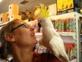 Cockatoo on Shoulder Begs for a Home