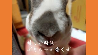 【うさぎ動画】嬉しいとぷきゅぷきゅ鳴きます　#rabbits #うさぎ #シロチャ #レッキス