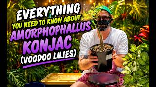 How to Grow Variegated Voodoo Lilies and My Whole Collection! (Amorphophallus Konjac)