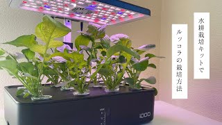 水耕栽培キットでルッコラの栽培方法 1日目〜66日目