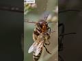 Murder Hornet(Vespa velutina)– Nature’s Most Dangerous Insect #shorts #ai