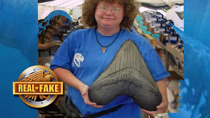 Unveiling the Mystery: Authenticity of World's Biggest MEGALODON TOOTH