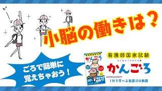 小脳の働きは？？看護知識をゴロ覚え！【かんごろ】