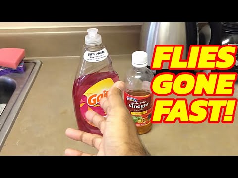 Get rid of FRUIT FLIES and GNATS and all small flying bugs, WATCH NOW.