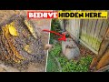 Giant Beehive Removal Gone Wild