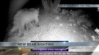 Saddlebrooke residents warned after large bear spotted